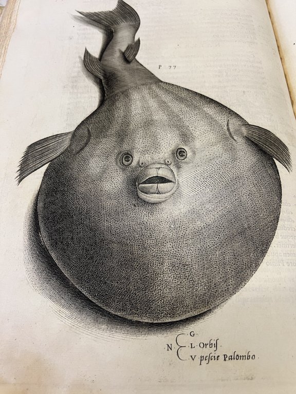Aquatilium animalium historiae, liber primus, cum eorundem formis, aere excusis. …