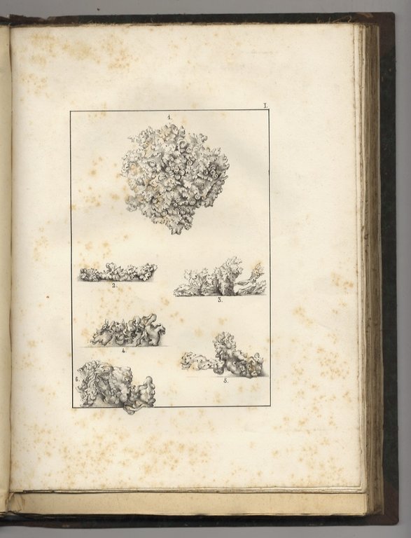 ATTI dell'Accademia Pontificia de' Nuovi Lincei, pubblicati conforme alla decisione …