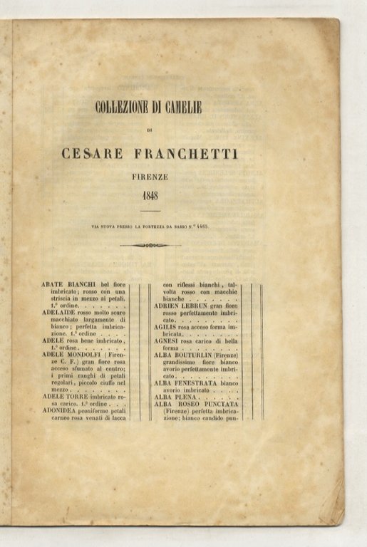 COLLEZIONE di Camelie di Cesare Franchetti. Via Nuova presso la …