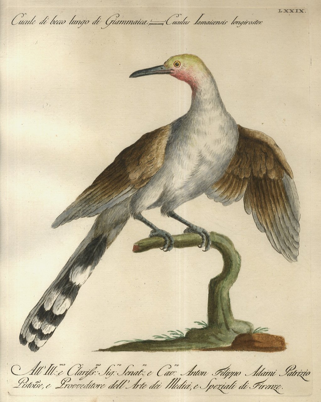 Cucule di becco lungo di Giammaica = Cuculus Iamaicensis longiroster. | Immagine principale