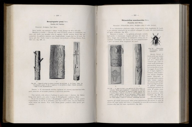 Entomologia agraria. Manuale sugli insetti nocivi alle piante coltivate, campestri, …
