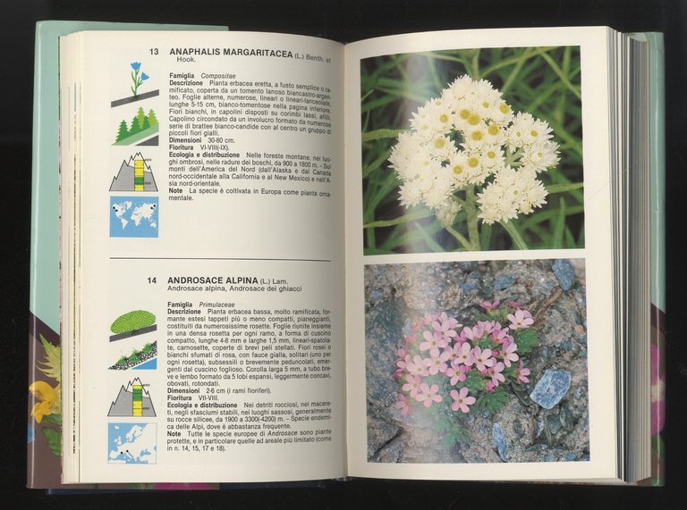 Fiori di montagna. Fotografie di Giuseppe Mazza. | Immagine Gallery 2