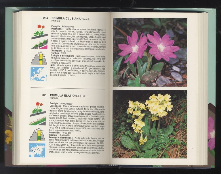 Fiori di montagna. Fotografie di Giuseppe Mazza. | Immagine Gallery 3