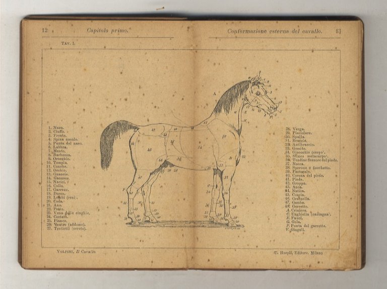 Il Cavallo. (Conformazione esterna - Bellezze ed imperfezioni - Appiombi …