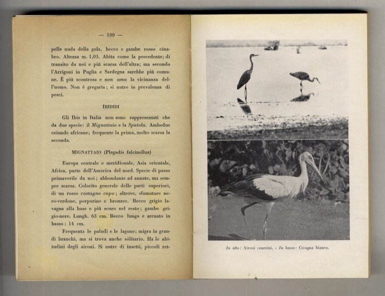 Il padule. Uccelli - cacce, appostamenti - armi - cani …