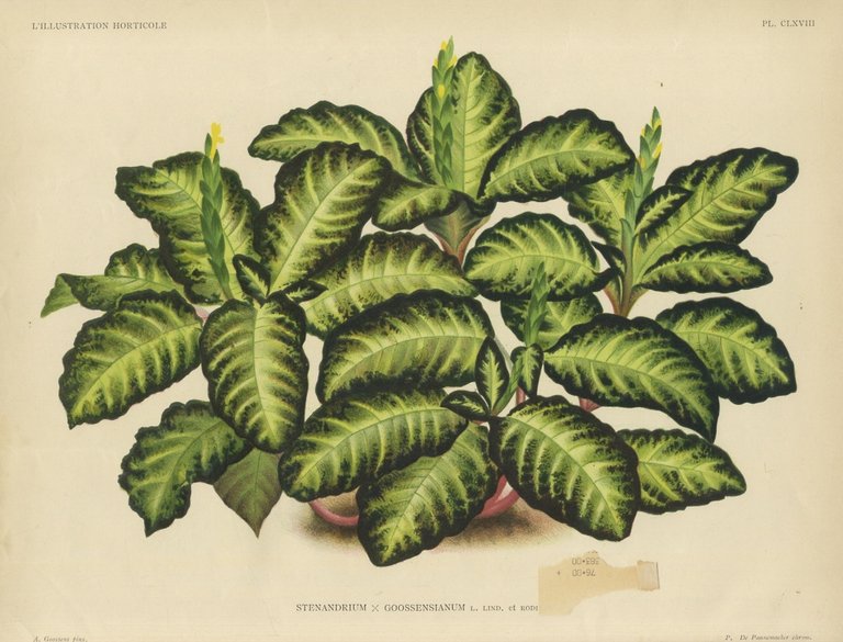 ILLUSTRATION (L') horticole. Revue mensuelle des plantes les plus remarquables …