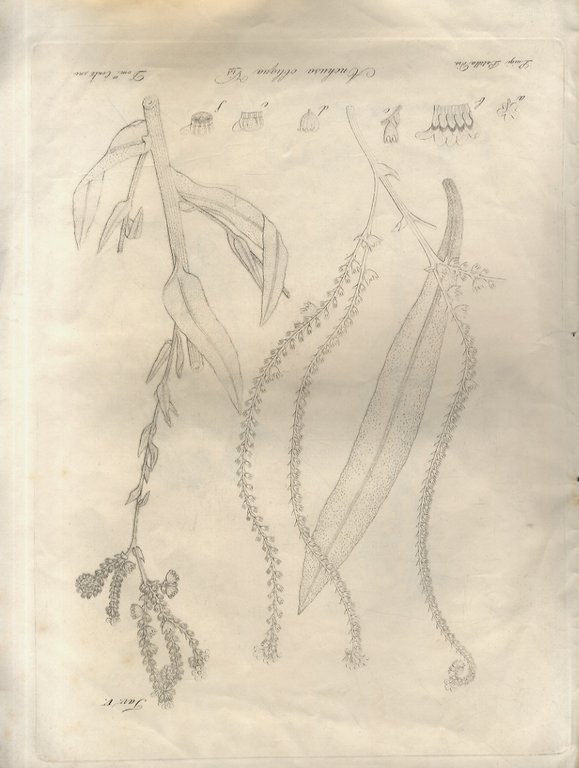 Illustrazione di alcune piante della Grecia e dell'Asia Minore del …