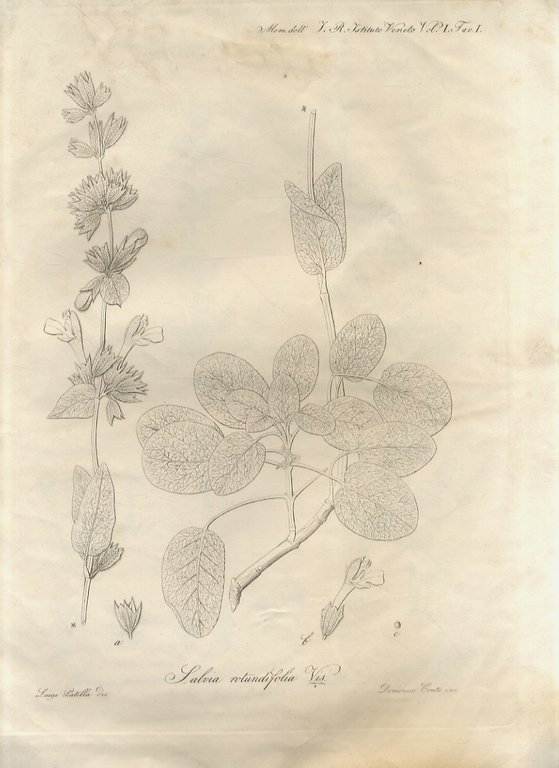 Illustrazione di alcune piante della Grecia e dell'Asia Minore del …