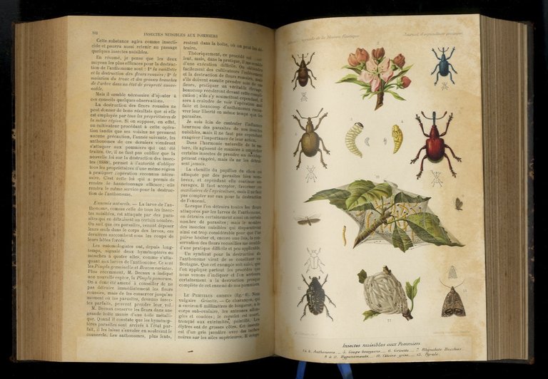 JOURNAL d'agricolture pratique, moniteur des comices, des propriétaires et des …