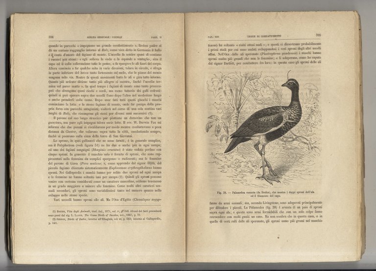 L'origine dell'Uomo e la scelta in rapporto col sesso [.] …
