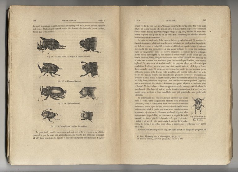 L'origine dell'Uomo e la scelta in rapporto col sesso [.] …