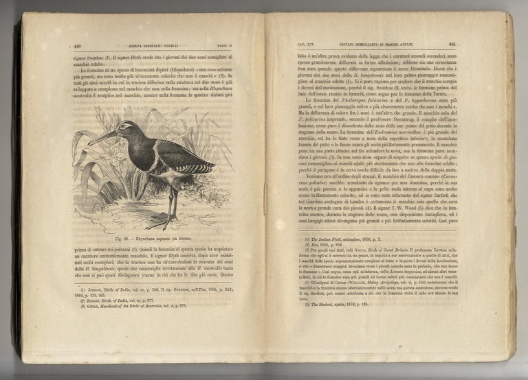 L'origine dell'Uomo e la scelta in rapporto col sesso [.] …