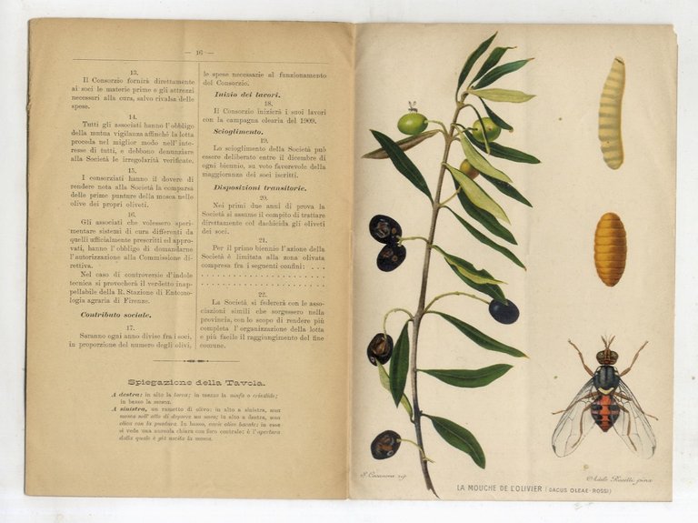 La mosca delle olive ed i mezzi per combatterla (istruzione …