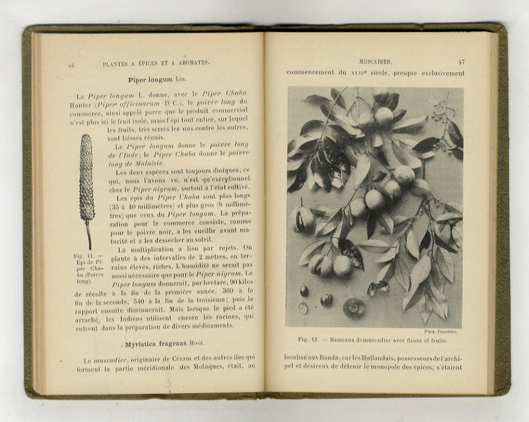 Les cultures coloniales. Plantes à condiments et plantes médicinales. 2ème …