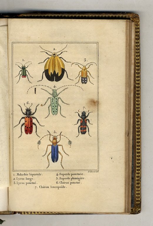 Les insectes.