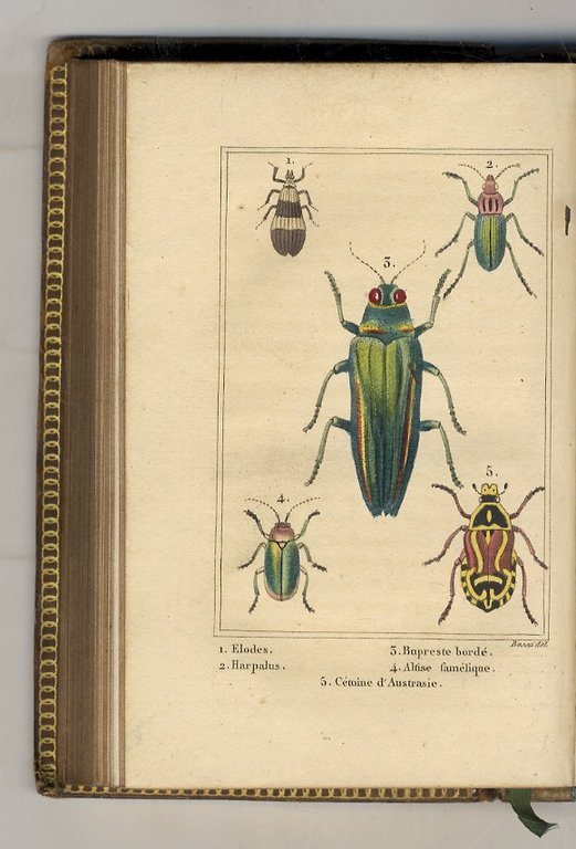 Les insectes.