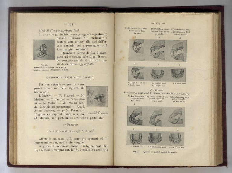 Manuale dell'allevatore di bestiame. Diviso in cinque parti. Parte I: …