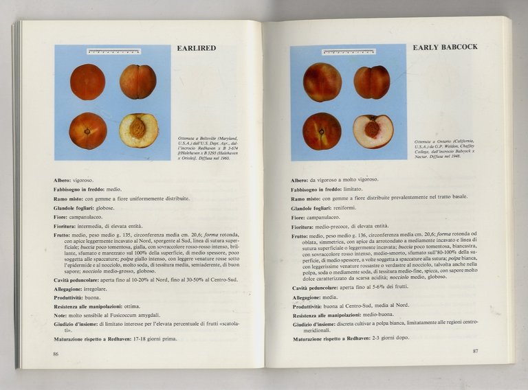 Monografia di cultivar di pesco da consumo fresco. Volume I …