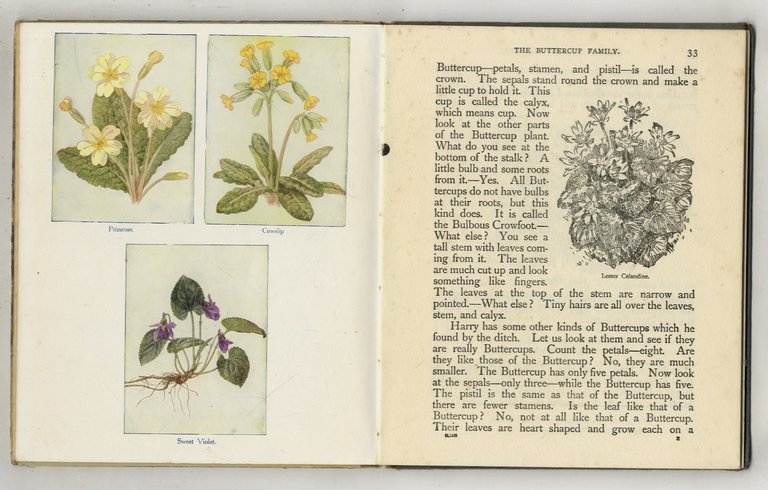 My First Book of Flowers.