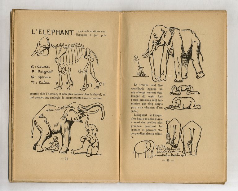 Nouvelle méthode pour dessiner les animaux. Deux cents dessins.