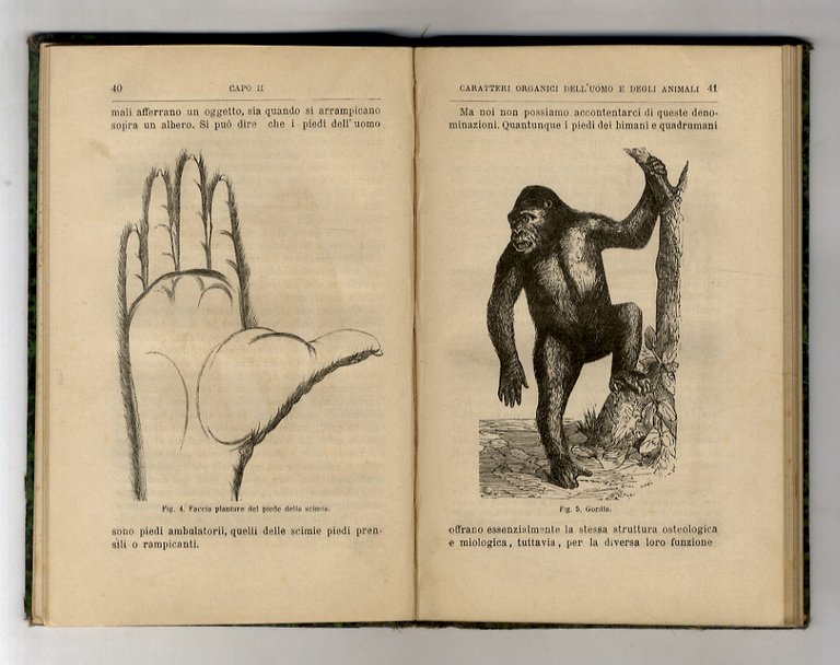 Origine dell'uomo. Seconda edizione riveduta ed accresciuta col corredo di …