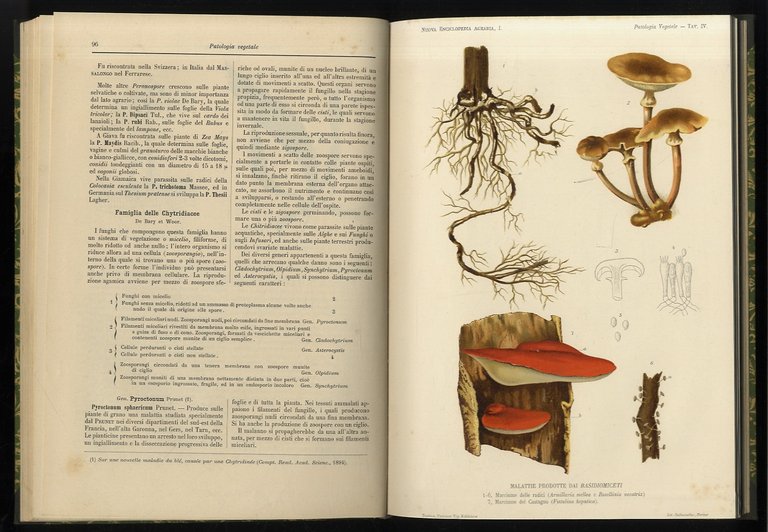 Patologia vegetale. Fanerogame parassite - Mixomiceti - Bacterii - Ifomiceti …
