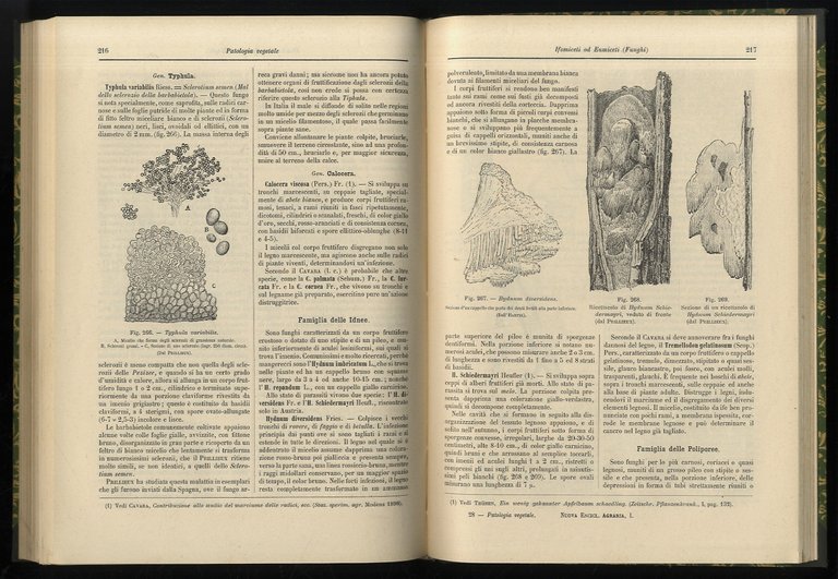 Patologia vegetale. Fanerogame parassite - Mixomiceti - Bacterii - Ifomiceti …