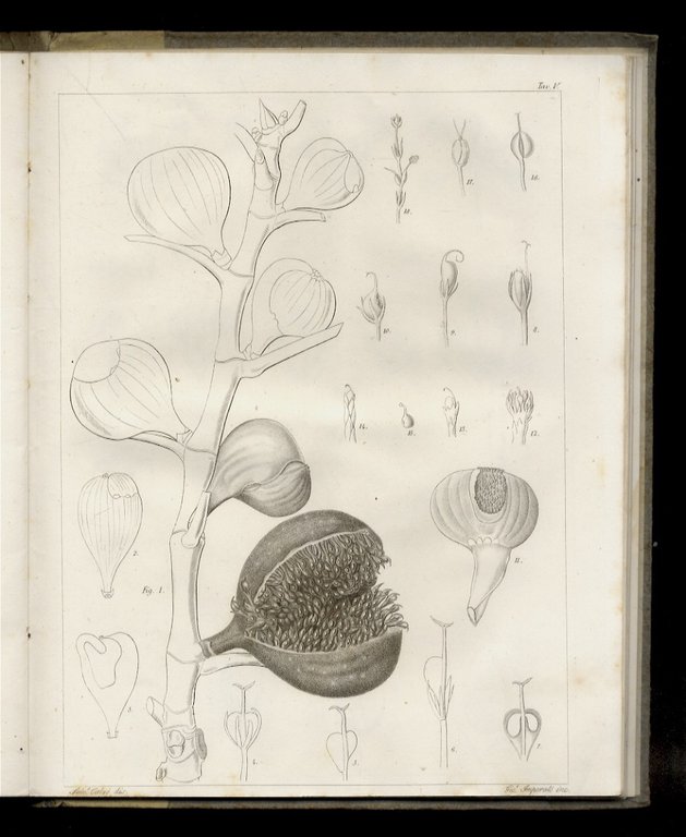 RENDICONTO delle adunanze e de' lavori dell'Accademia delle Scienze sezione …