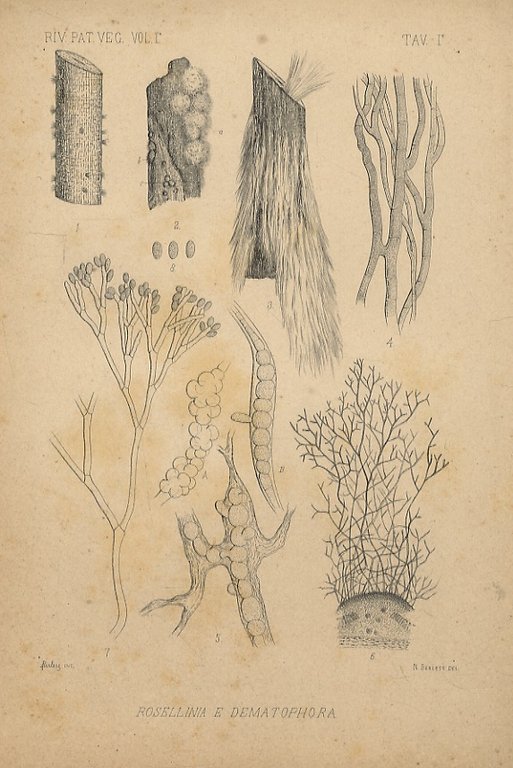 RIVISTA di patologia vegetale, sotto la direzione dei proff. Dott. …