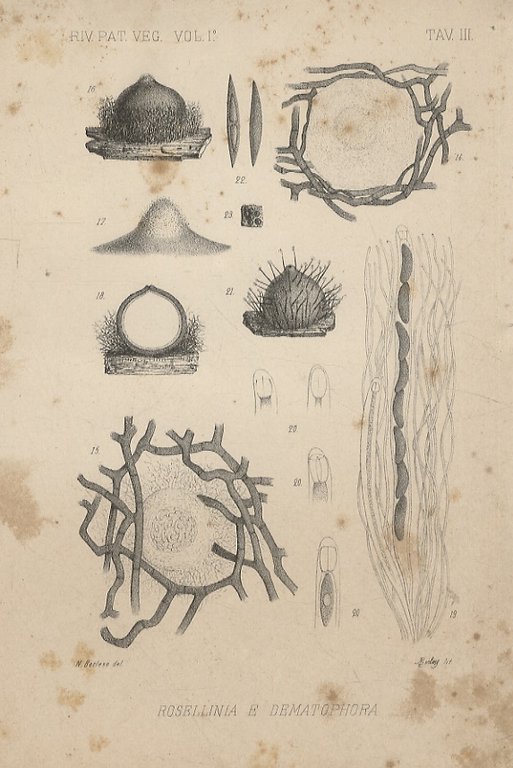 RIVISTA di patologia vegetale, sotto la direzione dei proff. Dott. …