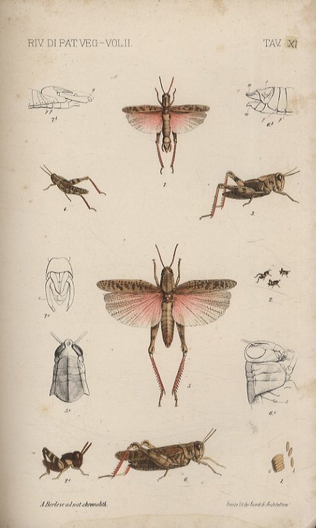 RIVISTA di patologia vegetale, sotto la direzione dei proff. Dott. …