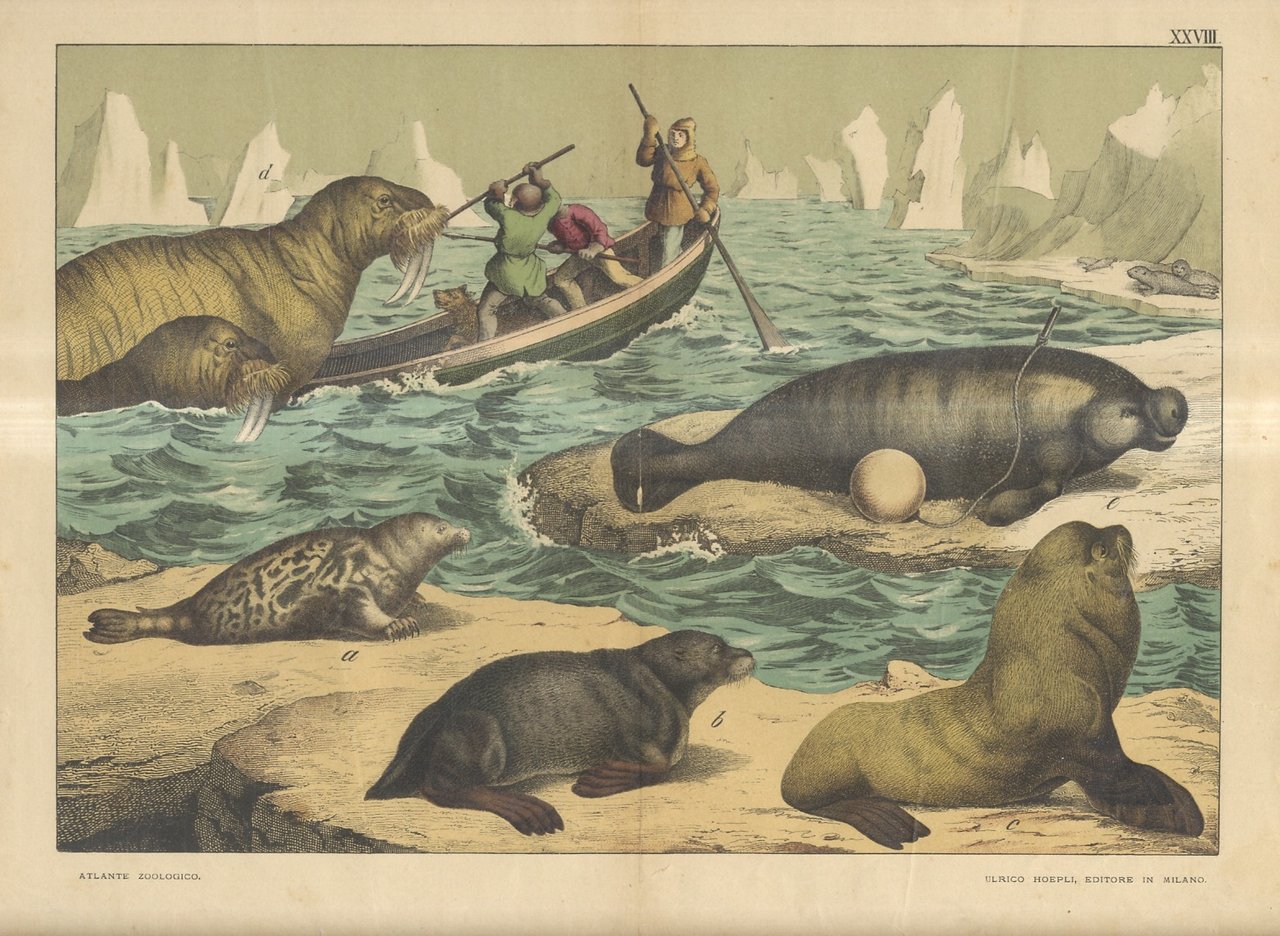 [SCENA di caccia al tricheco nel mare polare artico]. | Immagine principale