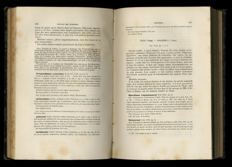 Synopsis des échinides fossiles.