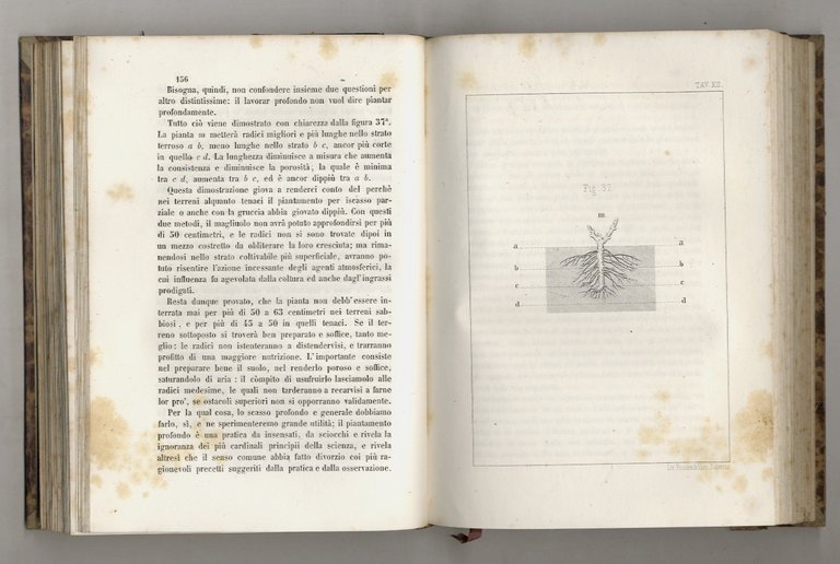 Trattato di viticoltura e vinificazione, ovvero il presente e l'avvenire …