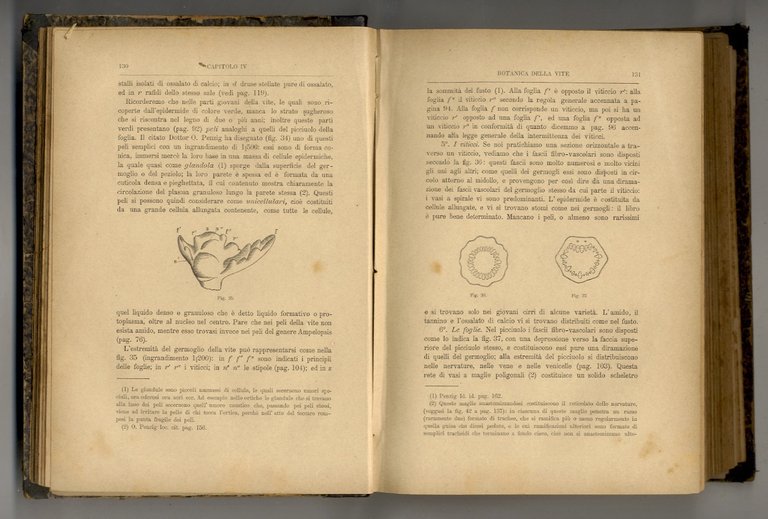 Viticoltura teorico-pratica.
