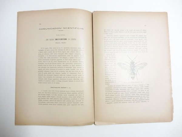 Una nuova smicromyrme di Liguria; Una nuova forma di euxoa …