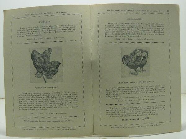 Allevamento animali da cortile e da voliera, Guglielmo Muca