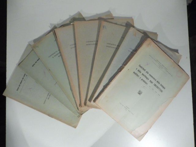 Contributi alla conoscenza della biologia e della morfologia degli imenotteri …