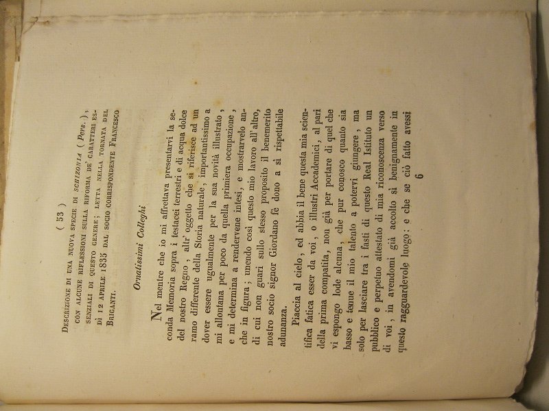 Descrizione di una nuova specie di schizonia (Pers.) con alcune …