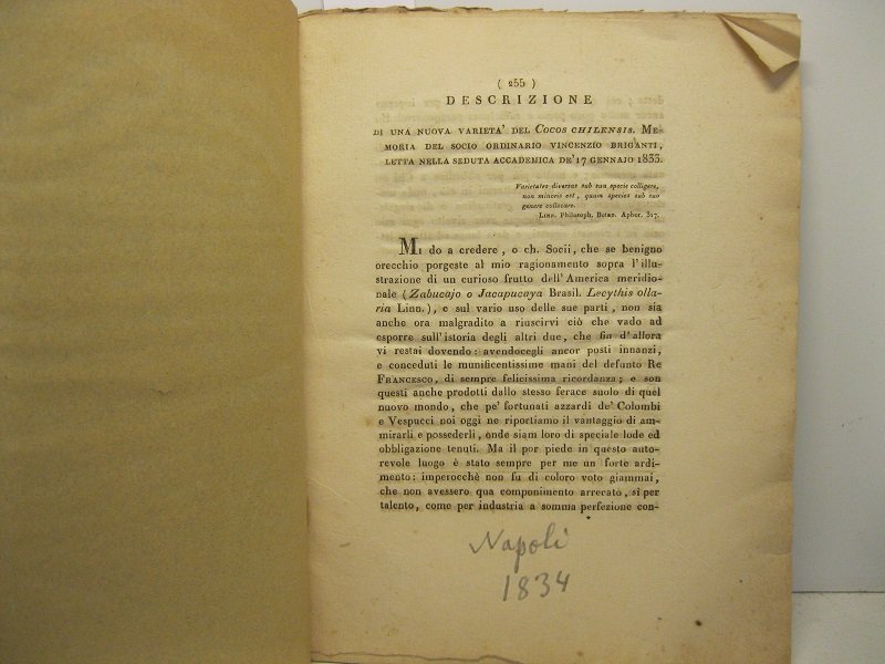 Descrizione di una nuova varieta' del Cocos Chilensis. Memoria del …