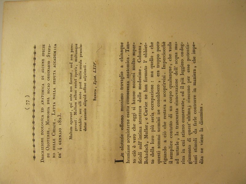 Descrizione zoologica ed anatomica di alcune specie di oloturie. Memoria.
