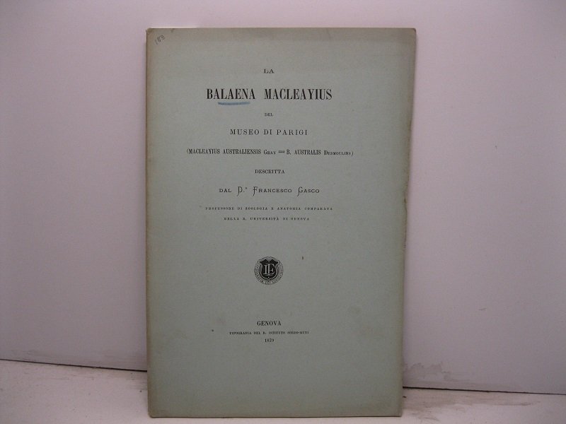 La balaena macleayius del Museo di Parigi