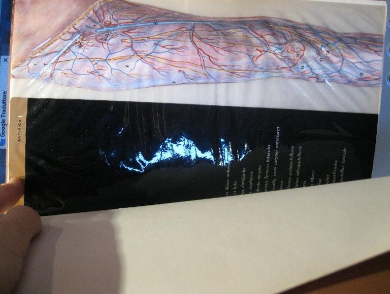 La gamba in trasparenza anatomica. Abbott Laboratoires