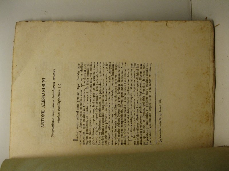 Observationes super intima branchiarum structura piscium cartilagineorum