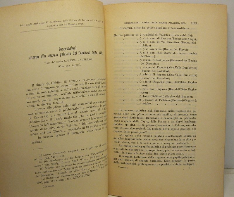 Osservazioni intorno alla mucosa palatina del camoscio delle Alpi