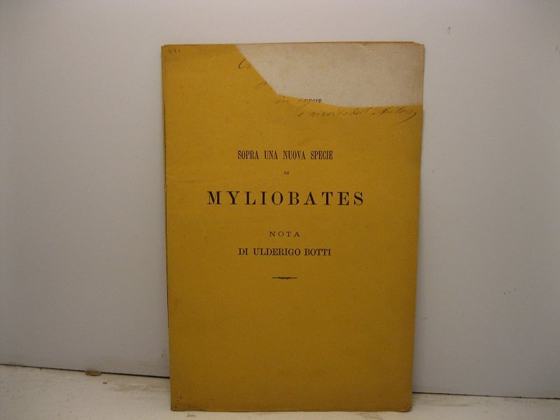 Sopra una nuova specie di Myliobates