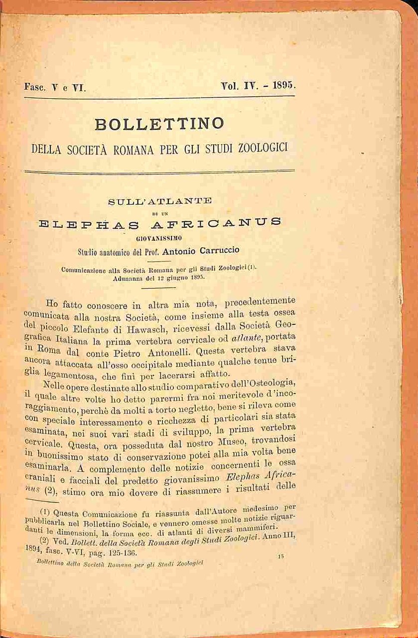 Sull'atlante di un Elaphas africanus