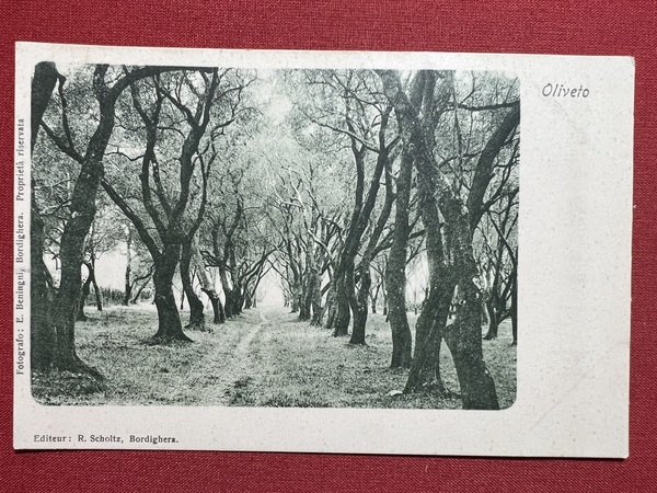 Cartolina - Oliveto ( Rieti) - Panorama - 1900 ca.