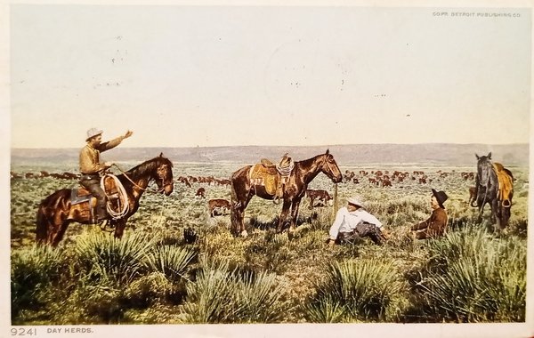 Cartolina - Stati Uniti - Day Herds - 1913