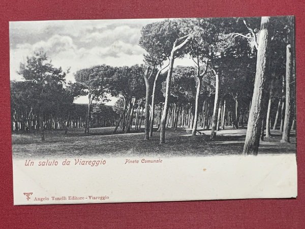 Cartolina - Un Saluto da Viareggio - Pineta Comunale - … | Immagine principale